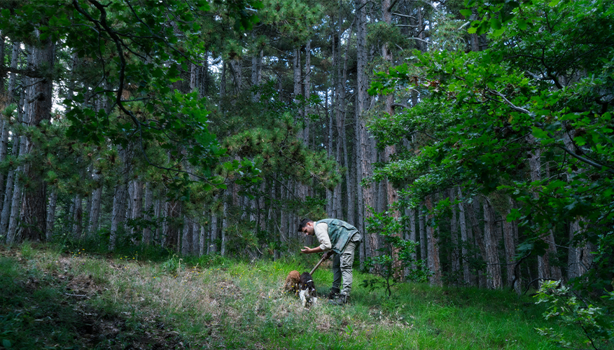 Truffle Hunting in Italy